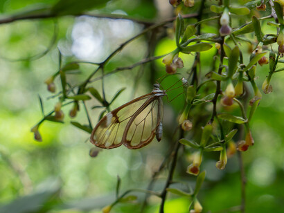 La Mariposa de Cristal en la reserva ecológica Orquigonia. Foto: Willy Castellanos