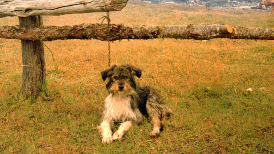 Perro ovejero fueguino
