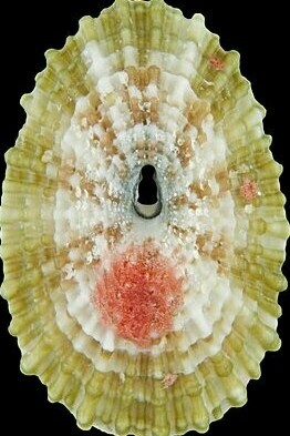 Vista exterior de la "Diodora dysoni", lapa marina nombrada a partir de David Dyson