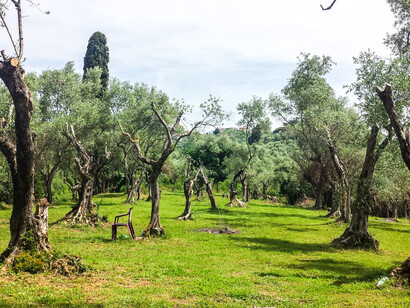 Olive trees