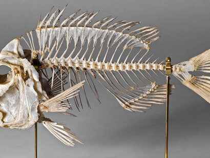 Fishes. Courtesy of Museum für Naturkunde