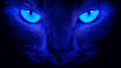 Predator(Editing artistico). Ph Sergio Pessolano