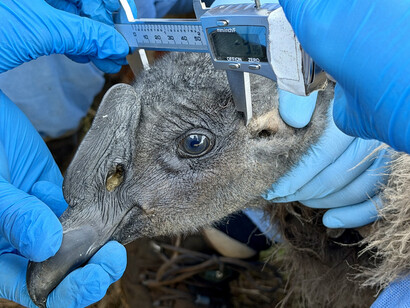 Con apenas cinco meses de vida, Uchuy permanece en su nido andino bajo el cuidado de sus padres, ajeno aún al vasto territorio que pronto explorará