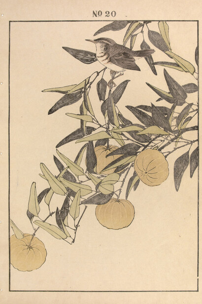 Keinen (1845 - 1923), Streaked Fantail Warbler and Mandarin Orange, 1892. 
Keinen’s Flower-and-Bird Painting Manual (Keinen kacho gafu).
Woodblock Print. 14.5 x 10.25 (inches)
Courtesy of the artist and Ronin Gallery