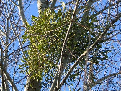 Mistletoe on a tree