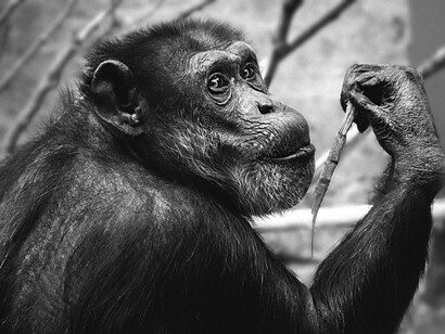 The chimpanzee has the most similar qualities to man