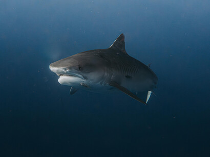An underwater shot of a great white shark