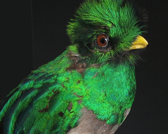 Birds of the World Gallery. Courtesy of Harvard Museum of Natural History