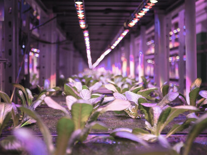 Within a spacious chamber, a lush multitude of plants thrives, with spinach flourishing on a vertical urban farm