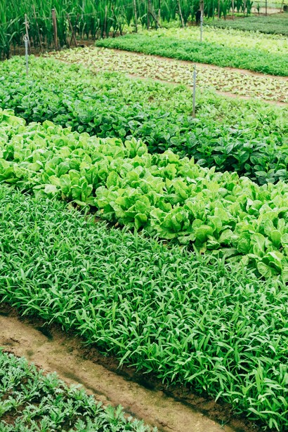Agricultura horizontal