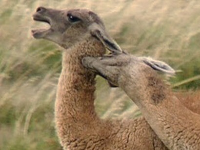 Guanaco fight for dominance