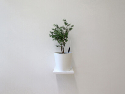 Paul Hage Boutros, Rethinking The Fundamentals, 2015. Cedrus Libani, 5ml/cc the artist's blood, ceramic pot. Dimensions variable. 

