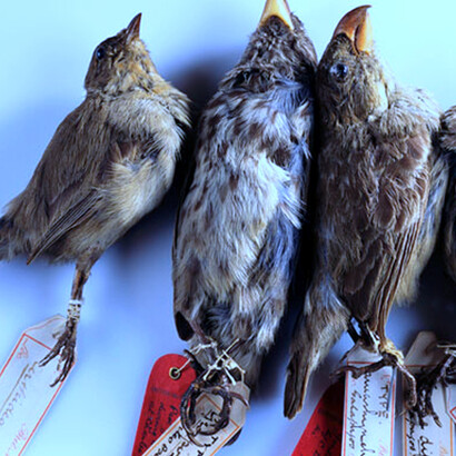 Pinzones recolectados por Charles Darwin en las Islas Galápagos. Foto: Museo de Historia Natural, Londres