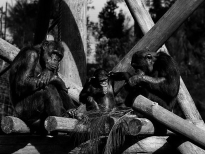 Some chimpanzees living in freedom in some African forests have been infected with Hansen's disease