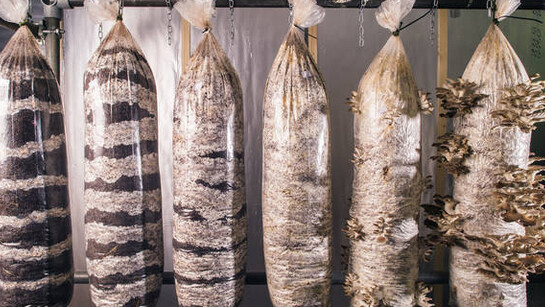 Urban Mushroom Farm © GroCycle