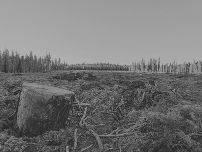 Deforestation occurring in this once rich land full of trees is another victim of the Anthropocene Epoch