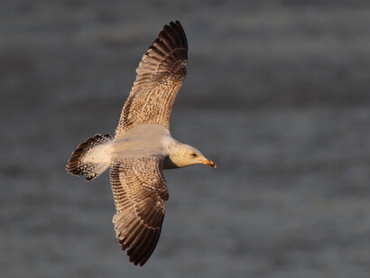 Herring Gull, River Thames © Gehan de Silva Wijeyeratne