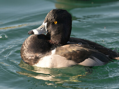 Pequeños anillos que se expanden y que nos hacen sentir pesadumbre y desconsuelo