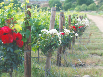 Vineyard photo with different colors of roses