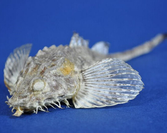 Zoology. Courtesy of RAMM