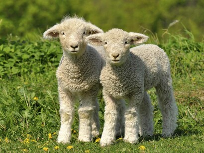 Gli animali sono una meravigliosa fonte di amore incondizionato