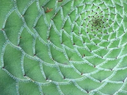 Red con forma de espiral