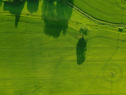 Campo