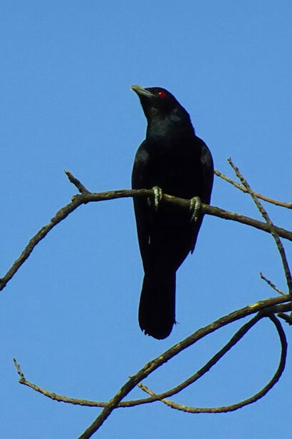 Genio anticipatore di un modo di intendere l’estetica, la critica d’arte e i principi che governano la bellezza nella poesia e nella letteratura