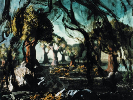 Holly King, La forêt voilée, 1997