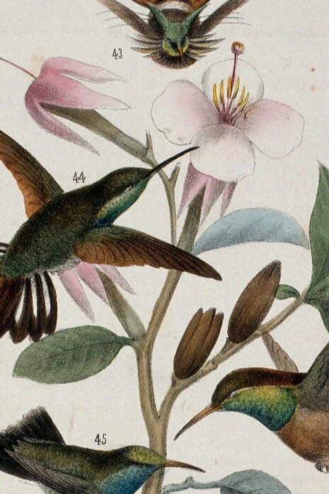 "Estudio de hauya elegans y colibríes", José María Velasco, 1860
