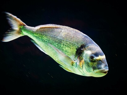 Era molto richiesto anche il pesce salato, affumicato e carpionato