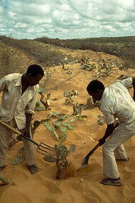 Combating Desertification in Africa