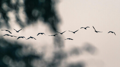 Las aves están vivas. Demasiado vivas para habitar carne tan débil. No coinciden. No pactan. Sólo comparten el encierro