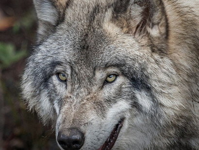 Close up shot of a grey wolf