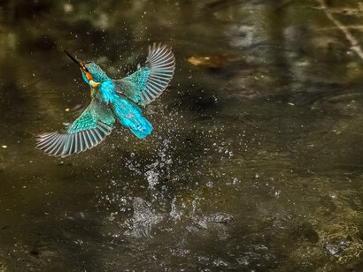 Un martin pescatore