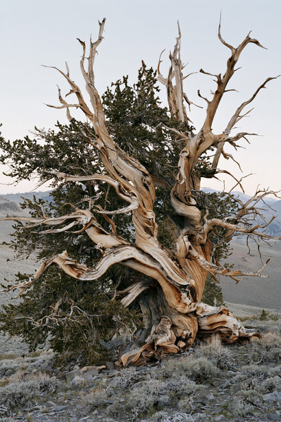 Mitch Epstein, Ancient bristlecone pine forest, California, 2022. Courtesy of Yancey Richardson Gallery
