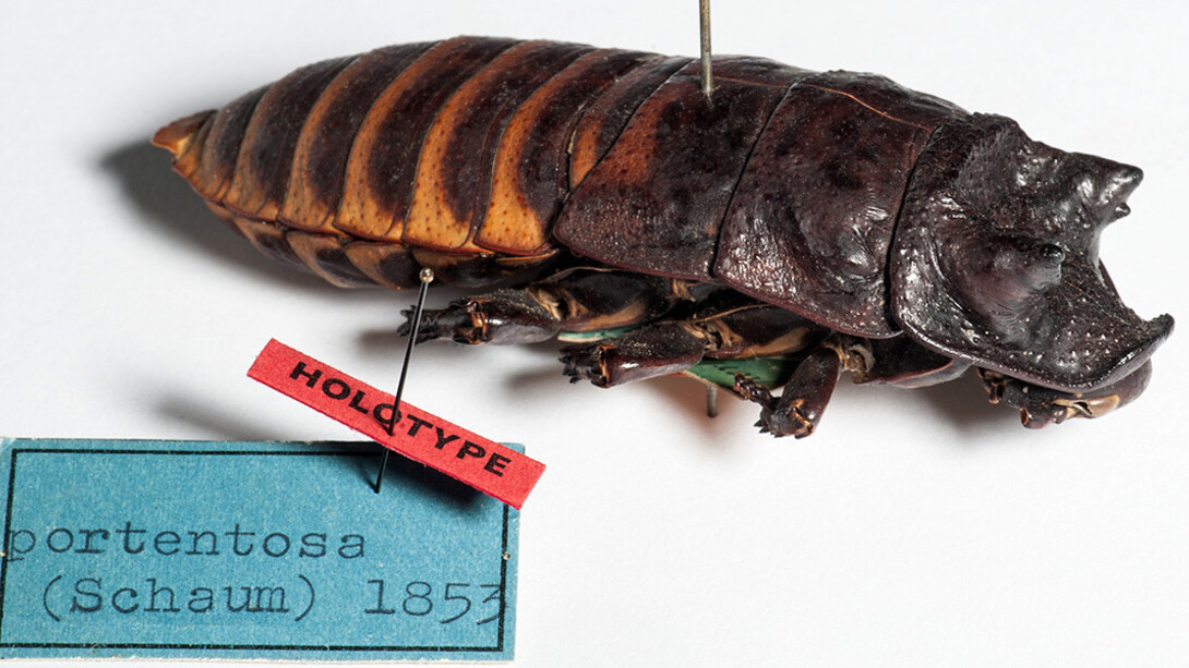 Hemimetabola. Courtesy of Museum für Naturkunde