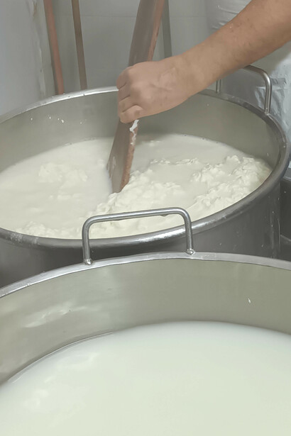 Caseificio. Vedendo quelle mani esperte creare una simile quantità di cose buone, tutte simili, ma ognuna con la sua esclusiva identità, promessa di gusto eccelso, mi scopro a pensare con tristezza ai prodotti industriali, dominanti sugli scaffali, con l’uniformità come prima caratteristica, e mi godo la fortuna che ho