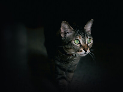 Está el Tigre, también el Gato de la Torre, además de Pirata, su esposa. No he podido despedirme del Poeta, al que no vemos por aquí desde hace algunos días