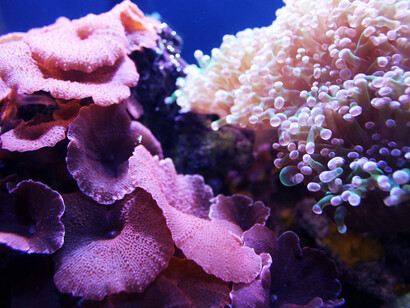 Coralli. Risposta dei coralli al cambiamento climatico: scoperte da una spedizione nell'Oceano Pacifico