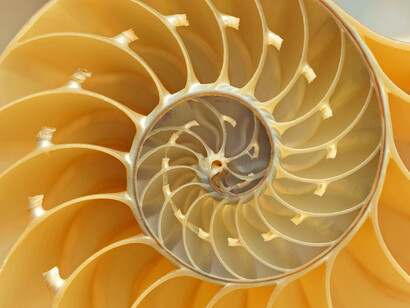 Conchiglia