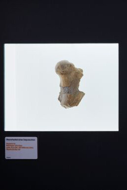 Dinosaurs. Courtesy of Naturhistorisches Museum Basel