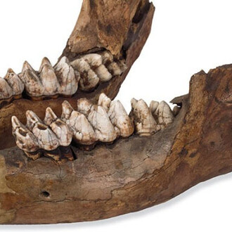 Palaeontology collections. Courtesy of Natural History Museum 