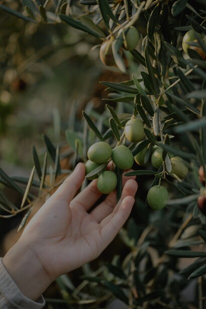 Estudos recomendam o consumo regular de azeite desde a juventude como estratégia dietética para melhorar a função cognitiva e prevenir distúrbios cognitivos relacionados à idade