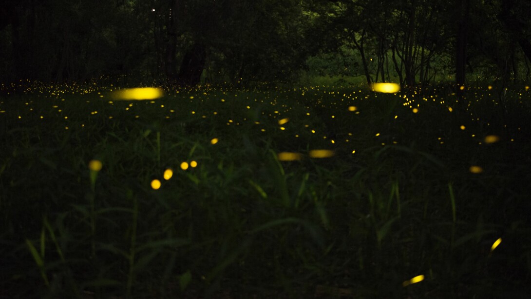 Lucciole. Una notte di giugno caddi come una lucciola sotto un gran pino solitario in una campagna d’olivi saraceni affacciata agli orli d’un altipiano d’argille azzurre sul mare africano (Luigi Pirandello)
