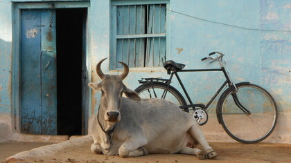 Mucca Sacra a New Delhi