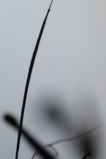 Ineffable Garden. Courtesy of Alisan Fine Arts