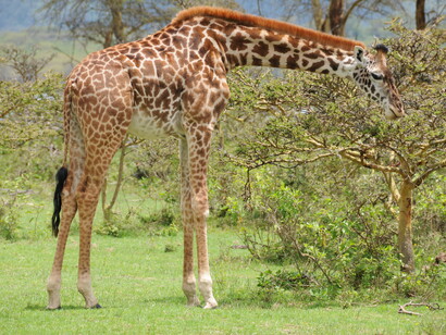 Giraffa, Kenya, Africa. Durante il walking safari si vedono molti animali pascolare insieme e l’eccitazione di immortalarli con uno sfondo così scenografico è fortissima