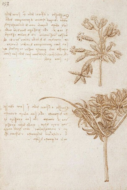 Leonardo da Vinci - Tavole botaniche