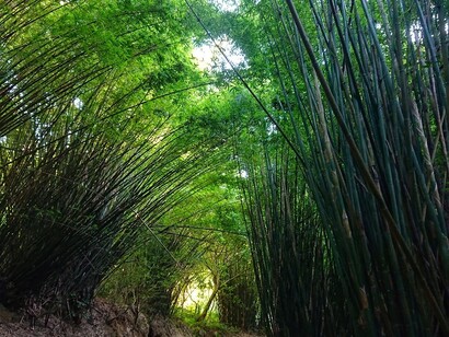 Il bambù è stato fondamentale nelle culture tradizionali per creare strutture leggere ma robuste, sfruttando la sua rapida crescita e la facilità di lavorazione